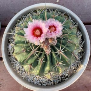 Alternative view of Devil’s Head Cactus, Horse Crippler Cactus