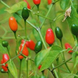 Alternative view of Pequin Hot Pepper Chili Live Plants - 2 Count - Very Hot Chili Pepper Piquín - Spice Pepper Plant - Zones 9-11 - Live Pepper Plant for Sale