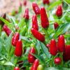 pequin hot pepper
