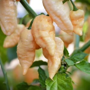 Peach Bhut Jolokia Ghost Chili Pepper Live Plants For Sale - Set 6 - World Hottest Pepper For Planting - Easy To Transplant - Well Rooted & Healthy