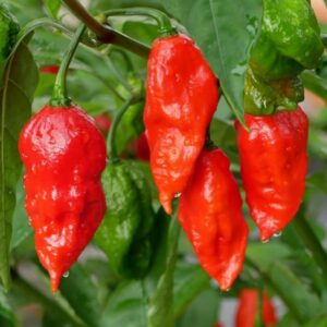Red Bhut Jolokia Ghost Chili Pepper Live Plants For Sale - Set 12 - World Hottest Pepper For Planting - Easy To Transplant - Well Rooted & Healthy