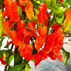 Alternative view of Red Bhut Jolokia Ghost Chili Pepper Live Plants For Sale - Set 10 - World Hottest Pepper For Planting - Easy To Transplant - Well Rooted & Healthy