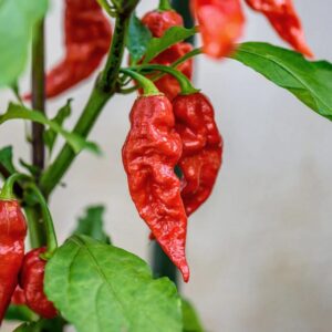 Red Bhut Jolokia Ghost Chili Pepper Live Plants For Sale - Set 10 - World Hottest Pepper For Planting - Easy To Transplant - Well Rooted & Healthy