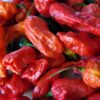 Red Bhut Jolokia Ghost Chili Pepper Live Plants For Sale - Set 6 - World Hottest Pepper For Planting - Easy To Transplant - Well Rooted & Healthy