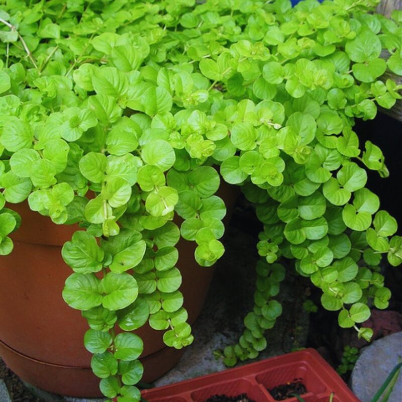 2 Golden Creeping Jenny Plants, Lysimachia Nummularia Plant, 4 Inc Potted - Image 2