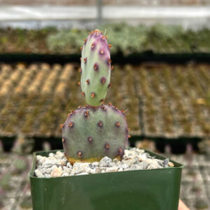 Alternative view of 2 Opuntia Santarita Santa Rita Purple Prickly Pear Cactus Plants Live, Live Cactus Plants, Live Succulent Plants