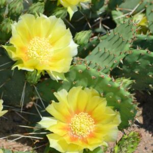 2 Spineless Prickly Pear Opuntia Cactus Rooted, 5 to 7 Inches Tall, Live Succulent Plants, Cactus Plants Live