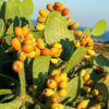 Spineless Prickly Pear Opuntia Cactus Rooted Plant
