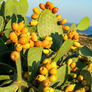 Spineless Prickly Pear Opuntia Cactus Rooted Plant