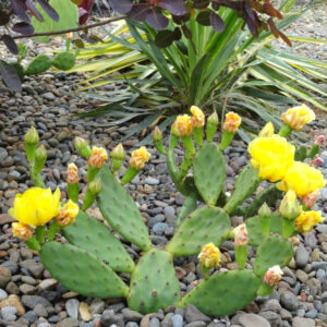 2 Lb Spineless Prickly Pear Opuntia Cactus Pads