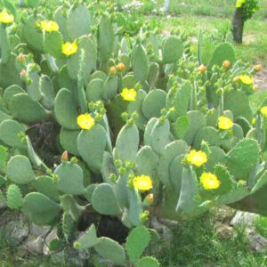 Alternative view of 1 Lb Spineless Prickly Pear Opuntia Cactus Pads Live Outdoor