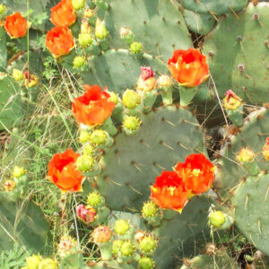 Alternative view of Orange Prickly Pear cactus plants, 3 plants, 6 to 8 inc long