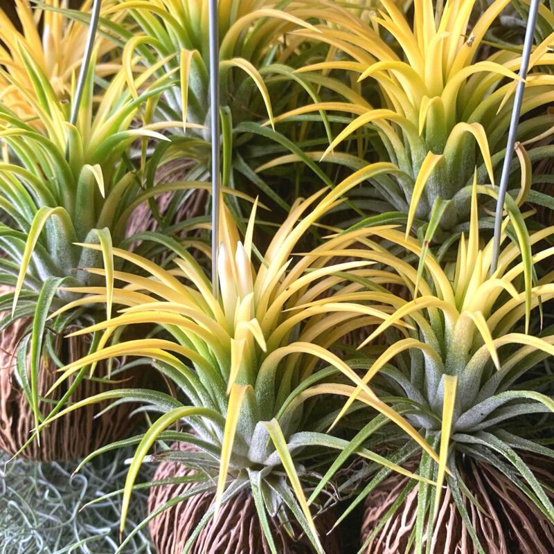 Mix Red Yellow Tillandsia Air Plants Live - 2 to 3 Inc Tall - Image 4