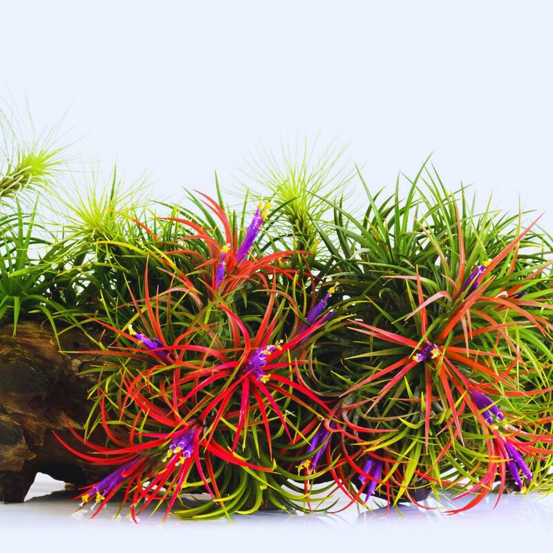 Mix Red Yellow Tillandsia Air Plants Live - 2 to 3 Inc Tall - Image 2