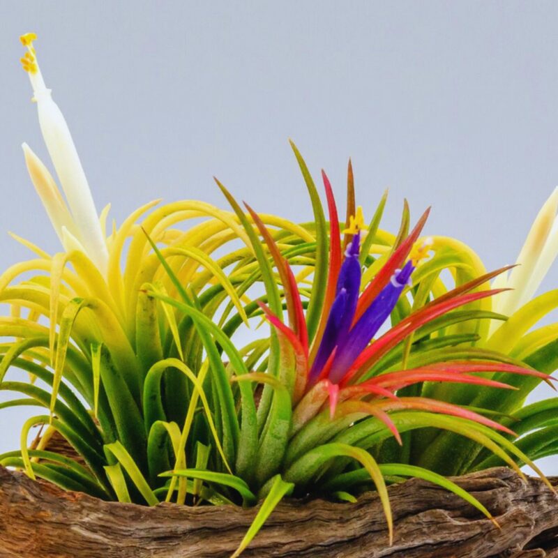Mix Red Yellow Tillandsia Air Plants Live - 2 to 3 Inc Tall