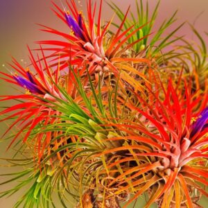 Alternative view of Red Tillandsia Air Plants Live - 2 to 3 Inc Tall - Red Air Plants