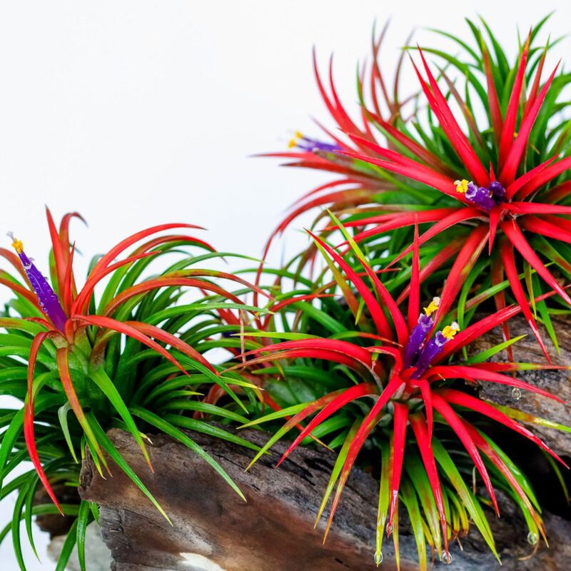 Red Tillandsia Air Plants Live - 2 to 3 Inc Tall - Image 4