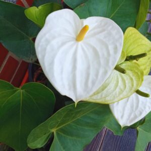 Alternative view of White Anthurium Plant - 4 Inc Pot, 5 to 7 Inc Tall