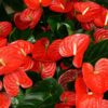 Red Anthurium Plant - 5 to 7 Inc Tall in 4'' Pot
