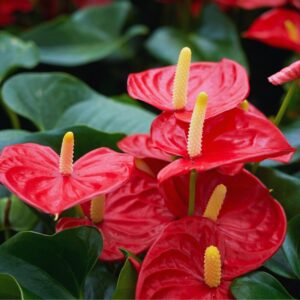 Alternative view of Red Anthurium Plant - 4 Inc Pot, 5 to 7 Inc Tall