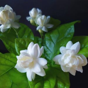 Alternative view of Grand Duke of Tuscany Jasmine Plants, 5 to 7 Inc Tall, 3 Plants, Jasmine Live Plants, Jasmine Vine Plant