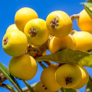 Alternative view of Loquat Tree Plant - 3 to 4 Feet Tall - Japanese Plum Tree Plant