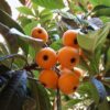 Loquat Tree Plant - 3 to 4 Feet Tall - Japanese Plum Tree Plant
