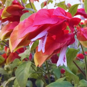 Alternative view of Red Maroon Shrimp Plant - 2 Plants, 5 to 7 Inc Tall