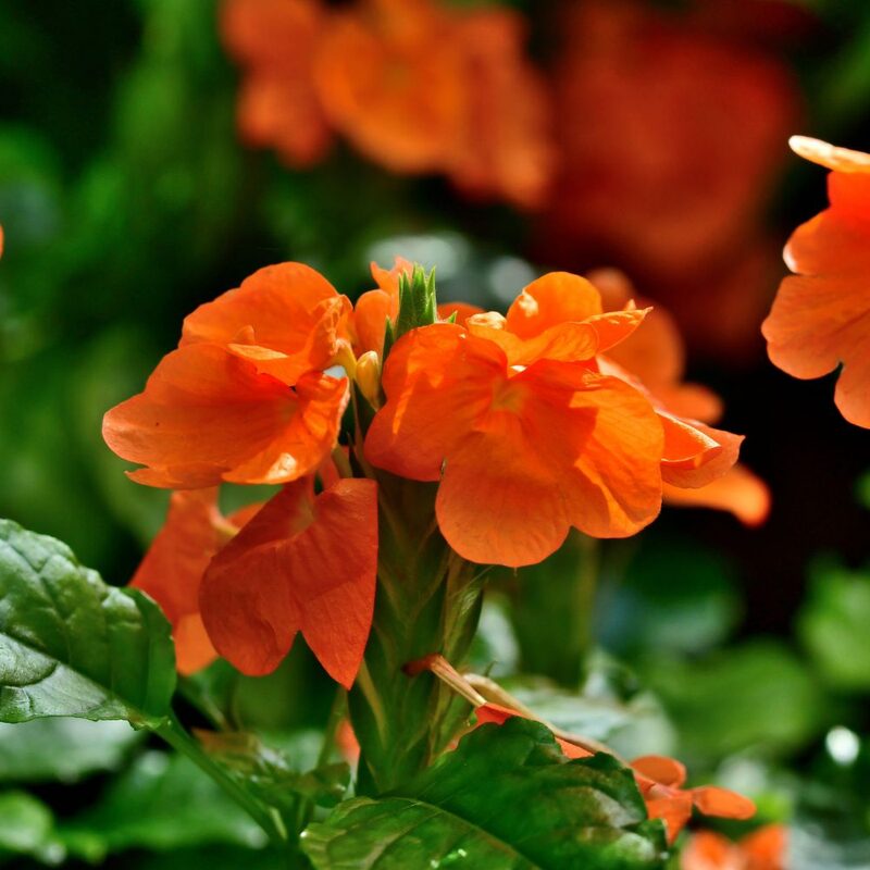 Orange Crossandra Plants Live - 3 to 5 Inc Tall, 4 Plants - Image 2