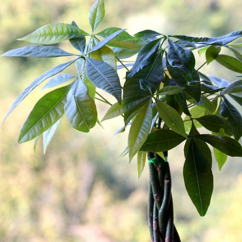 Braided Money Tree Plant - 6 to 9 Inc Long in 4 Inc Pot - Image 5