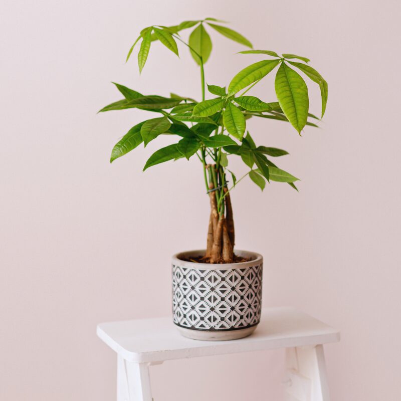Braided Money Tree Plant - 6 to 9 Inc Long in 4 Inc Pot - Image 4