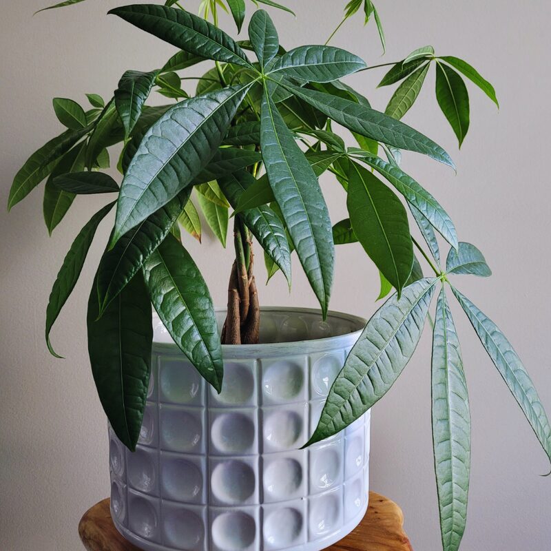 Braided Money Tree Plant - 6 to 9 Inc Long in 4 Inc Pot - Image 2