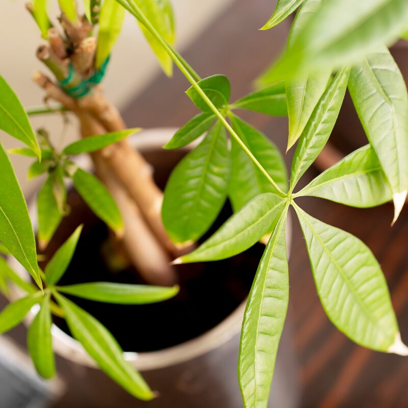 Braided Money Tree Plant - 6 to 9 Inc Long in 4 Inc Pot