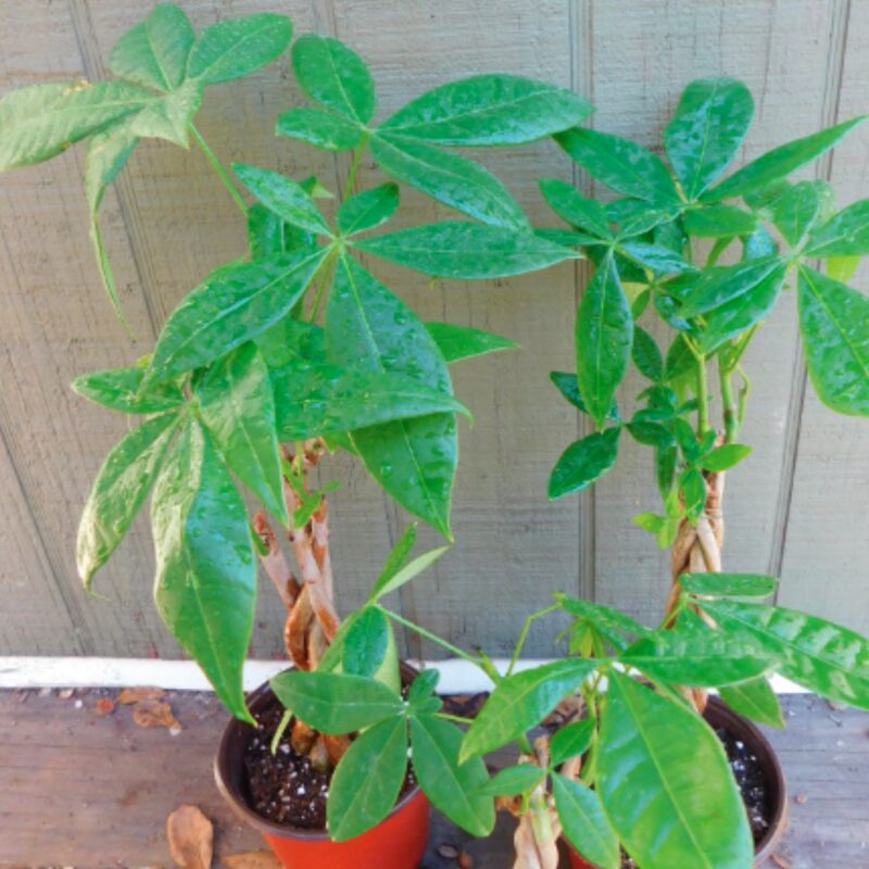 Braided Money Tree Plant - 6 to 8 Inc Tall in 4 Inc Pot - Image 4