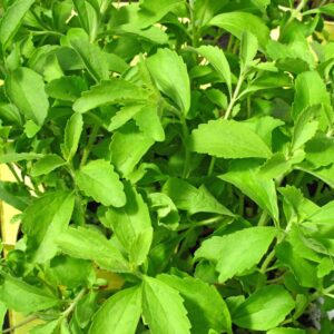Alternative view of 4 Stevia Plants Live - 3 to 5 Inc Tall - Stevia Rebaudiana Plants