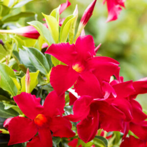 Alternative view of Red Mandevilla Plants - 2 to 5 Inc Long, set of 2 plants