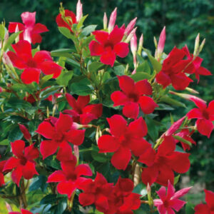 Red Mandevilla Plants - 2 to 5 Inc Long, set of 2 plants