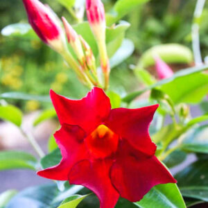 Alternative view of Red Mandevilla Plant - 2 to 5 Inc Long