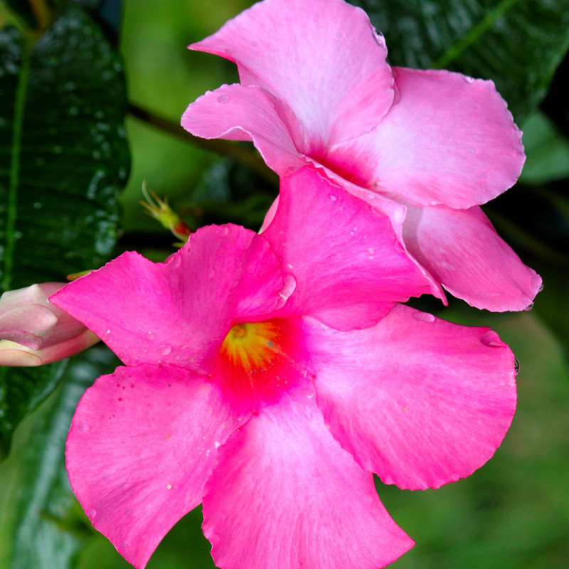 Pink Mandevilla Plant - 2 to 5 Inc Long - Image 4