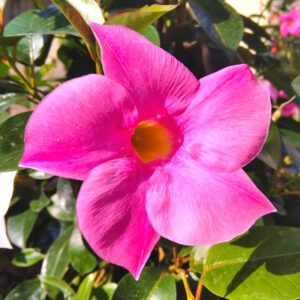 Alternative view of Pink Mandevilla Plant - 2 to 5 Inc Long