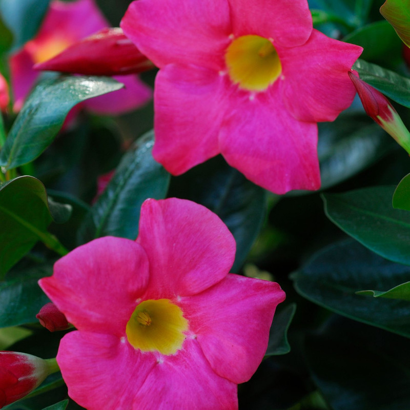 Pink Mandevilla Plant - 2 to 5 Inc Long