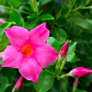 Pink Mandevilla Plant Live - 2 to 5 Inc Tall