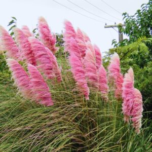 4 Pink Pampas Grass Plugs - 4 to 6 Inc Tall