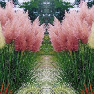 4 Pink Pampas Grass Plants Live - 4 to 6 Inc Tall