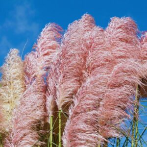 Alternative view of Pink Pampas Grass Plants Live - 4 Plugs, 4 to 6 Inc Tall