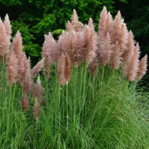 Alternative view of 3 Pink Pampas Grass Plants Live - 4 to 6 Inc Tall