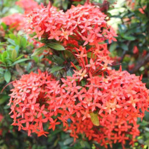 Alternative view of Red Ixora Plants Live - 4 to 6 Inc Tall , 3 Plants