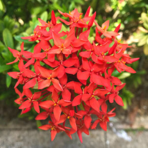 Red Ixora Plant Live - 4 to 6 Inc Tall