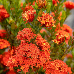 Red Ixora Plant Live - 5 Inc Tall