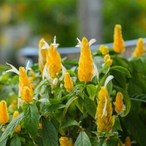 Alternative view of Yellow Maroon Shrimp Plant - 2 Plants, 5 Inc Tall